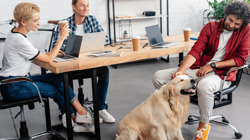 grants-to-businesses-looking-to-create-dog-friendly-workplaces